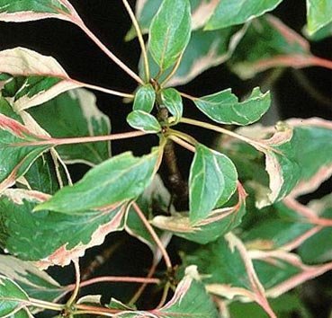 Дёрен пагодообразный Marginata Nord