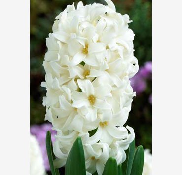Гиацинт Fairy White
