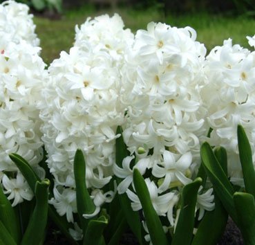 Гиацинт White Pearl