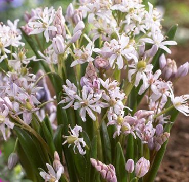 Сцилла Bifolia Rosea