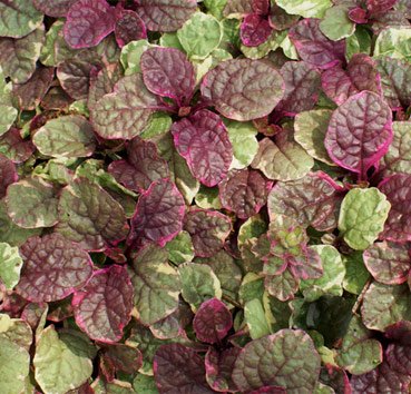 Живучка ползучая Burgundy Glow