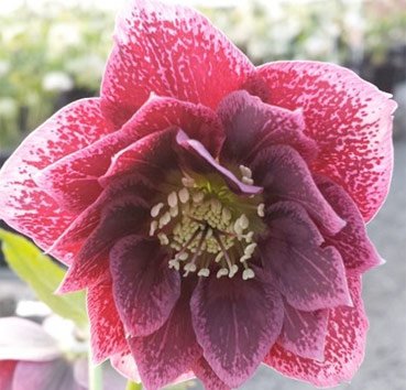 Морозник Double Dark Pink