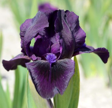 Ирис карликовый Michael Paul