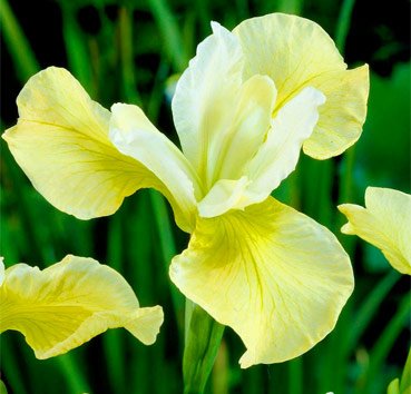 Ирис сибирский Butter and Sugar