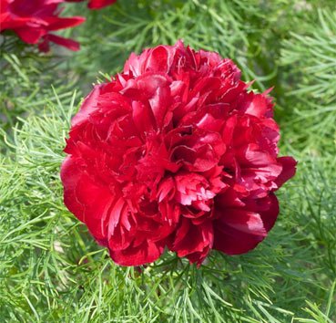 Пион узколистный