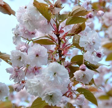 Черемуха/вишня мелкопильчатая Fugenzo