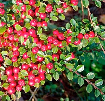 Кизильник даммера (гибридный) Ursynov