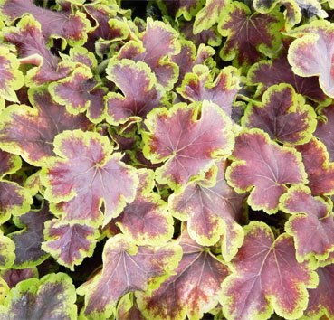 Гейхера Solar Eclips