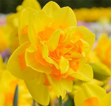 Нарцисс Queen's Day