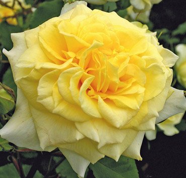Fairytale Roses Sterntaler шраб