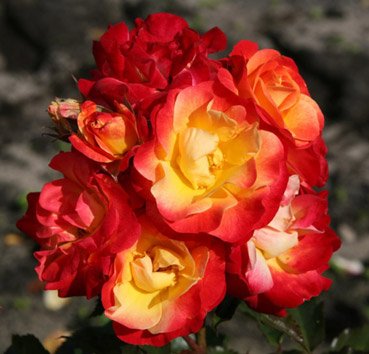 Floribunda Firebird