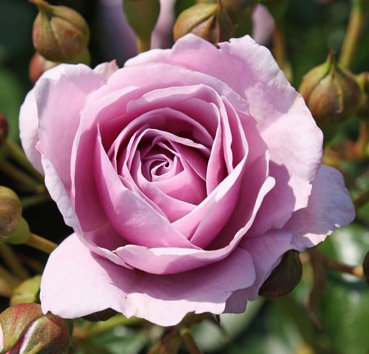 Floribunda Nautica ADR