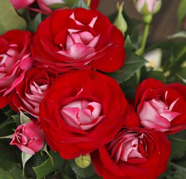Floribunda Rose der Einheit ADR