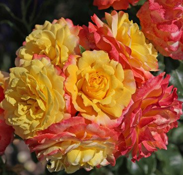 Floribunda Rose der Hoffnung