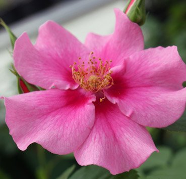 Floribunda See You in pink