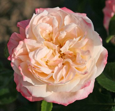 Hybrid Tea Concorde