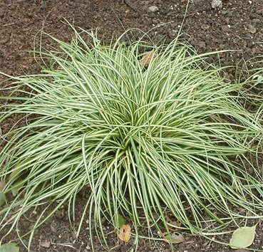 Осока косматая Variegata