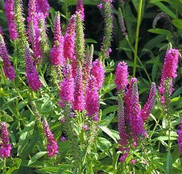 Вероника колосковая Rotfuchs