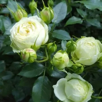 Роза флорибунда Lemon rokoko