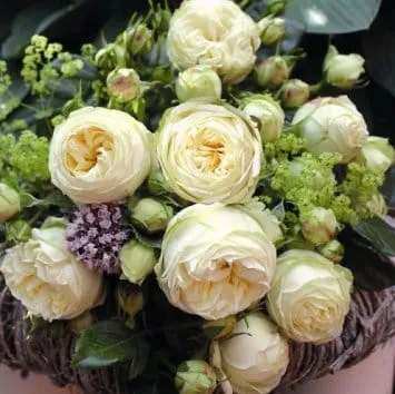Роза шраб Wedding piano