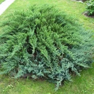 Можжевельник обыкновенный Green carpet
