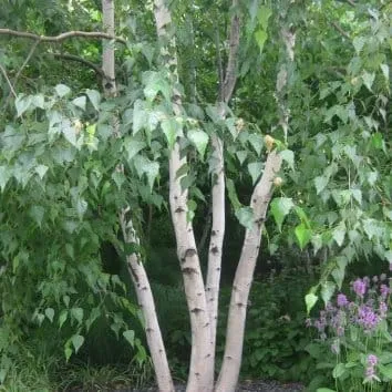 Береза полезная Silver shadow