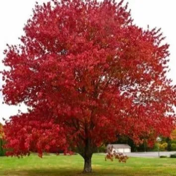 Клен остролистный Rubrum