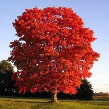 Клен красный Autumn radiance
