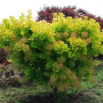 Скумпия кожевенная Golden lady