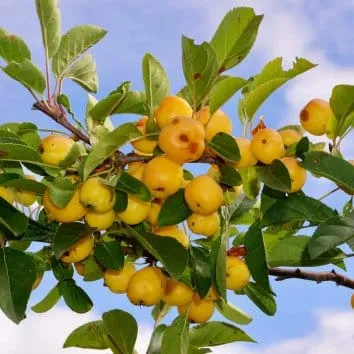 Яблоня Yellow siberian