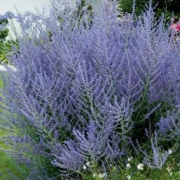 Перовския лебедолистная Blue spire