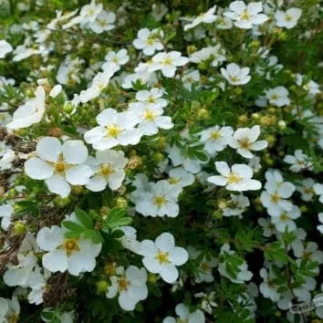 Лапчатка кустарниковая Tilford cream