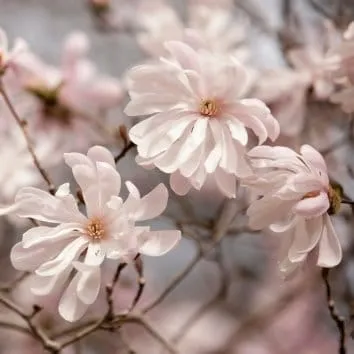 Магнолия звёздчатая Waterlily