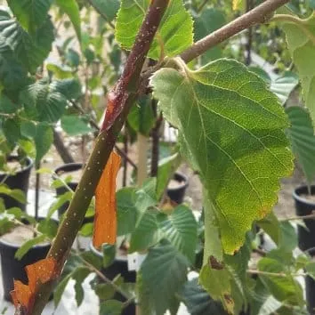 Береза полезная Nepalese orange