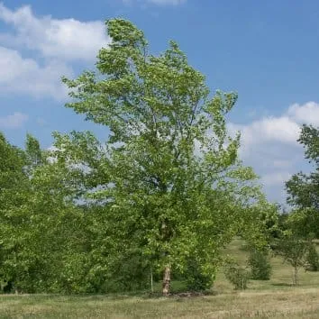 Береза черная