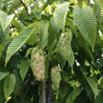 Граб японский Chinese lantern