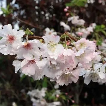 Слива / вишня косматая Autumnalis rosea