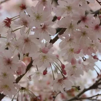 Слива / вишня косматая Autumnalis