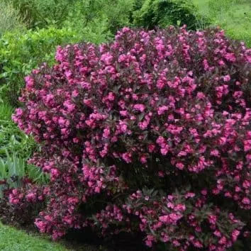 Вейгела Purpurea