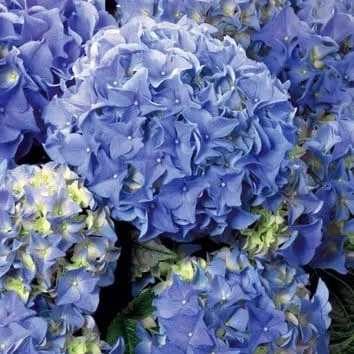 Гортензия крупнолистная Early blue