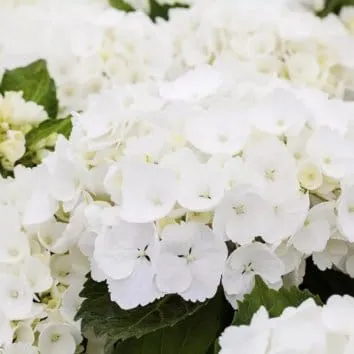 Гортензия крупнолистная First white