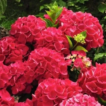 Гортензия крупнолистная Red beauty