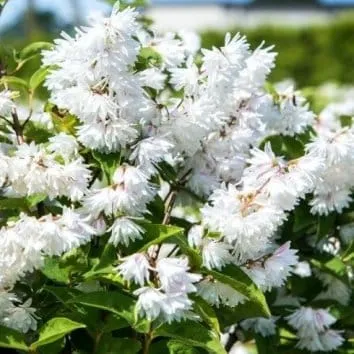Дейция шершавая Candissima