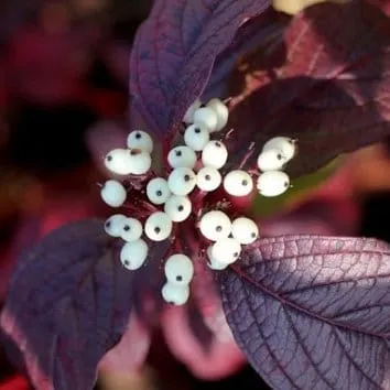 Дерен белый Siberian pearls