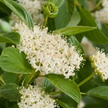 Дерен отпрысковый (Sericea) flaviramea