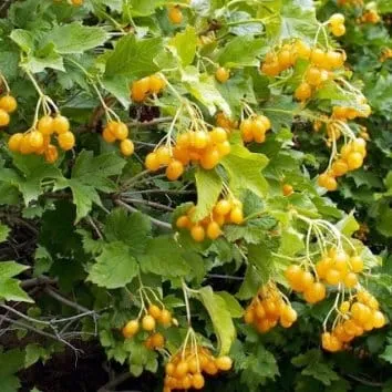 Калина обыкновенная Xanthocarpum