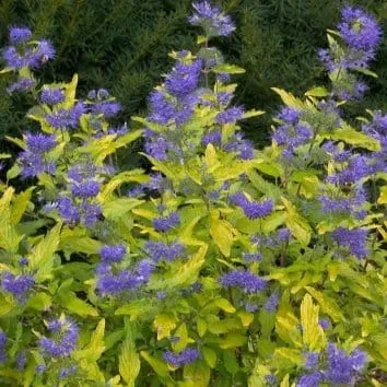 Кариоптерис кладонский Sunny blue