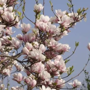 Магнолия суланжа Speciosa