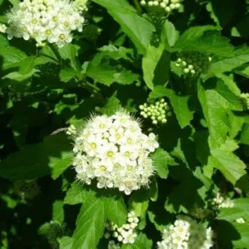Пузыреплодник калинолистный Little greeny