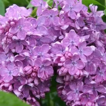 Сирень обыкновенная Amethyst